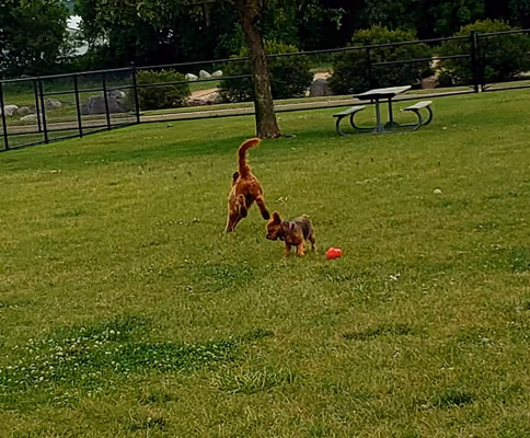 Thompson Park Dog Park photo 2